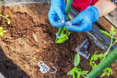 Mavi eldivenli bir kadın, yeşil desteklere domates fideleri yerleştirmek için plastik tokalar hazırlıyor. İsveç.