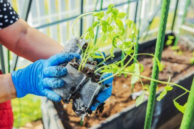 Domates fidelerini seranın içinde toprak ve ağ torbalarında tutan kadının yakın görüntüsü. İsveç.