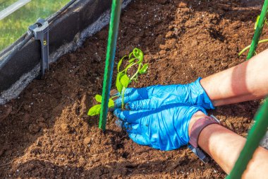 Mavi eldivenli eller destek ünitesinin yanına domates tohumu eker güneşli seranın içindeki taze toprağa yapışır. İsveç.
