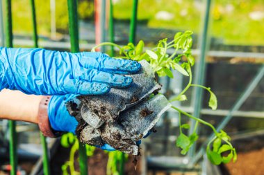 Bahçe serasına dikmeden önce mavi eldivenli eller fideleri ağ torbalarında tutuyor. İsveç.