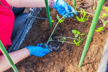 Bahçıvanın domates fidelerini biyolojik çözünür ağ kullanarak seradaki toprak yatağına ekmesini yakından izleyin. İsveç.