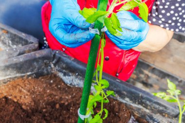 Mavi eldivenli kadın kaldırılmış yatakta özel bir ataç kullanarak domates bitkisini yeşil destek çubuğuna bağlıyor. İsveç.