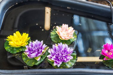 Kapalı alanda suyla dolu küvette yüzen renkli çiçekli gerçek nilüferler. İsveç.