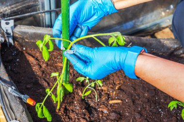 Mavi eldivenli kadın, sera yatağının içinde şarjör kullanarak domates sapını destekliyor. İsveç.