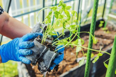 Bahçıvanın elinde tuttuğu domates tohumları bahar serasında dikilirken. İsveç.