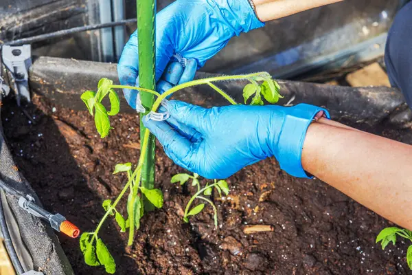 Mavi eldivenli kadın, sera yatağının içinde şarjör kullanarak domates sapını destekliyor. İsveç.