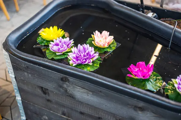 Gerçek çiçek açan nilüferler, siyah ahşap bir su tankında suyun üzerinde çeşitli renklerde yüzerler. İsveç.