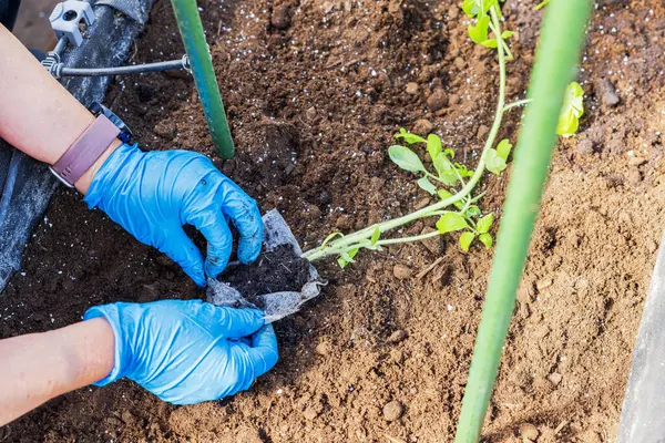 Serada destek çubuğu kullanarak domates fidelerini örgü torbasından toprağa eken eller. İsveç.