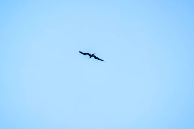 Frigatebird, açık mavi gökyüzünde kanatlarını en düşük seviyede açarak yüksekten uçuyor. Meksika.