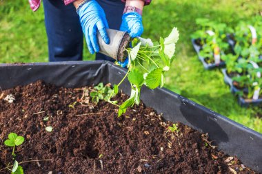 Çilek fidelerini plastik çanaktan alan bir kadın baharda bahçeye dikmek için. İsveç.