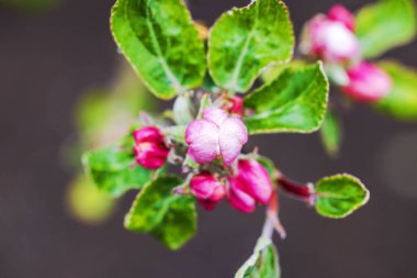 Pembe yaprakları ve yeşil yaprakları olan tomurcukları ilkbaharın başlarında açmaya başlayan yakın manzara. İsveç.