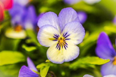 Çiçek açan açık mor ve sarı nonoş çiçeğinin yakın görüntüsü canlı bahar bahçesinin karanlık merkeziyle birlikte. İsveç.