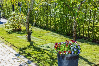 Genç ağaçlar ve güneşli bahar bahçesinde çitleri olan yeni serpilmiş çimlerin üzerinde siyah tencereler içinde renkli hanım evlatları. İsveç.