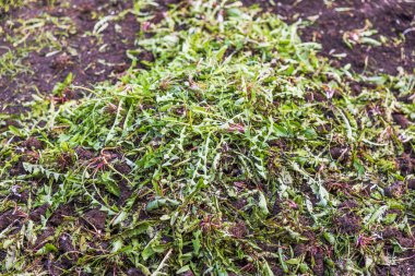 Bahar bahçesinde çimen otladıktan sonra kök ve toprak yığını içinde taze çekilmiş karahindibalar. İsveç.