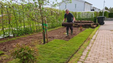 Baharda çiçek açan elma ağacı ve asfaltlı bahçe yolunun yakınındaki çimenlik restorasyon sırasında çim eken adam. İsveç.
