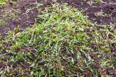 Baharda bahçe yatağındaki otları temizledikten sonra kökleri ıslak topraklarda yatan taze çekilmiş karahindiba yığını. İsveç.
