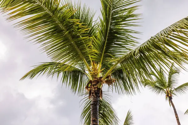 Yağmurlu havalarda bulutlu gökyüzüne karşı taze meyveli yeşil hindistan cevizi palmiyesi. Punta Cana. Dominik Cumhuriyeti.