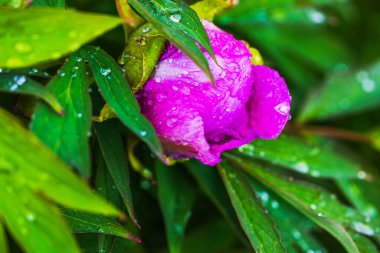 Pembe şakayık çiçeği tomurcuğunun, bahar bahçesinde yeşil yaprakların üzerinde yağmur damlalarıyla yakın plan görüntüsü. İsveç.