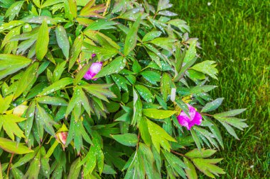 Yeşil şakayık yapraklarına yağmur damlaları ve yemyeşil bahar çimlerinde büyüyen pembe tomurcuklar. İsveç.