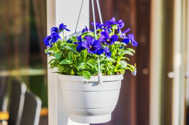 Mor nonoş çiçekleri, güneşli terasta beyaz tahta direğe asılı plastik kapta çiçek açıyor. İsveç.