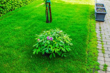 Pembe çiçekli şakayık çalısı yağmurdan sonra bahar bahçesindeki kaldırımın yanındaki yeşil çimlerde çiçek açıyor. İsveç.