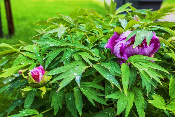 Yeşil çalıların üzerinde açan pembe şakayık çiçeklerini, bahar yağmurundan sonra su damlacıklarıyla kapatın. İsveç.