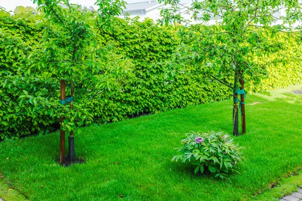 Genç elma ağaçlarıyla bahar bahçesi ve yağmurdan sonra açık yeşil çimlerde büyüyen pembe şakayık çalısı. İsveç.