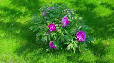 Çiçek açan pembe şakayıklar yeşil çimlerde sallanırken yaz bahçesinde güneş ışığı yansıyor. İsveç.
