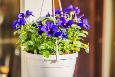 Mor nonoş çiçekleri, cam kapı ve açık hava mobilyalarının yanındaki güneşli verandada asılı duran beyaz tencerede çiçek açıyor. İsveç.