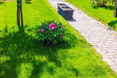 Ağaçlı ve ekili güneşli özel bahçede yeşil çimlerde açan pembe çiçekli şakayık çalılar. İsveç.