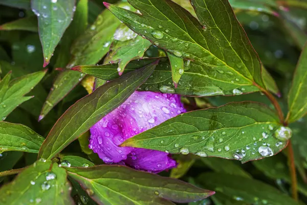 Bahar bahçesindeki yeşil yaprakların arkasına gizlenmiş yağmur damlalarıyla kaplı pembe şakayık çiçeğinin yakın görüntüsü..