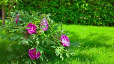 Yeşil çimlerde açan pembe çiçekli şakayık çalılar ve parlak güneş ışığı altında ağaç gölgeleri. İsveç.