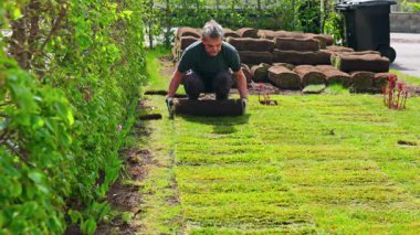 Baharda yeşil çitlerin yanında bahçe çimlerini yenilemek için çim eken bir adam. İsveç.