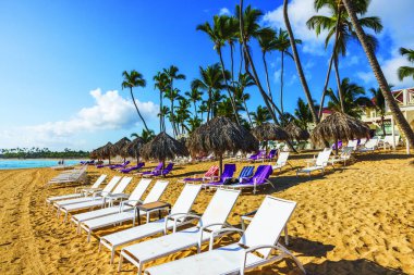 Beyaz şezlonglar ve şemsiyeler temiz kumda ve Atlantik Okyanusu kıyısında palmiye ağaçları var. Dominik Cumhuriyeti. Punta Cana. 