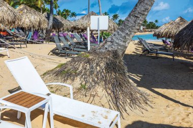 Palmiye kökleri, Atlantik Okyanusu kıyısında güneş panjurlarının ve sazanlı şemsiyelerin yakınındaki kumlara açıktır. Dominik Cumhuriyeti. Punta Cana. 
