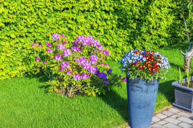 Pembe rhododendron ve çiçek açan muhallebi çocukları güneşli bahçedeki çitin yanındaki yeşil çimenlikte. İsveç.