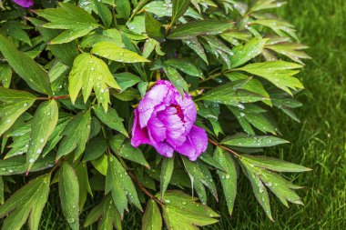Yağmurdan sonra çimlerde yetişen yeşil yaprakların üzerindeki yağmur damlalarıyla çiçek açan pembe şakayık çiçeğini kapatın. İsveç.
