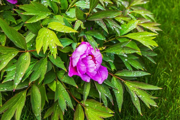 Yağmurdan sonra çimlerde yetişen yeşil yaprakların üzerindeki yağmur damlalarıyla çiçek açan pembe şakayık çiçeğini kapatın. İsveç.
