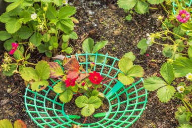 Yaz Esintisi Kiraz ve Gül, yeşil plastik destek çemberinin içinde büyüyen çilek bitkisi. İsveç.