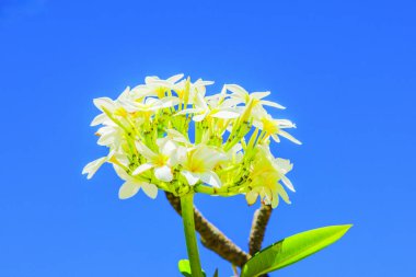 Plumeria ağacının mavi gökyüzüne karşı açtığı beyaz ve sarı frangipani çiçeklerinin yakın plan görüntüsü. Dominikli. Punta Cana.