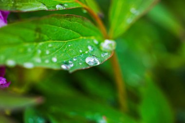 Bahar bahçesinde yağmurdan sonra su damlacıkları ile taze şakayık yapraklarının makro görüntüsü. İsveç.