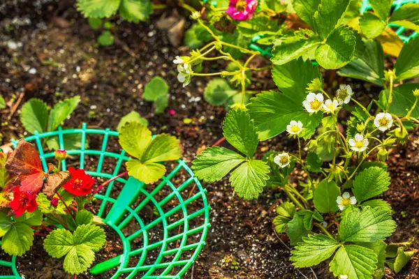 Çilek bitkileri beyaz ve kırmızı çiçeklerle yeşil plastik destek halkasıyla bahçe topraklarında çiçek açıyor. İsveç.