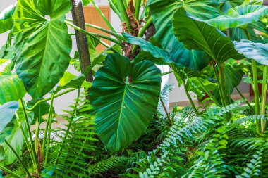 Avlu bahçesinde parlak güneş ışığı altında tropikal eğreltiotlarıyla büyüyen büyük canavar yaprakları. Dominik Cumhuriyeti. Punta Cana.