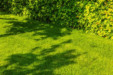 Parlak yeşil bahçe çimenliği, sık budanmış çitler ve güneşli yaz akşamlarında yakınlardaki ağaçların gölgeleri. İsveç.
