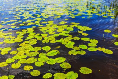 Parlak yeşil nilüferler, mavi gökyüzünün altında, beyaz bulutlu sakin göl sularında yüzüyorlar. İsveç.