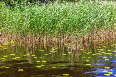 Yeşil sazlıklar sığ göl suyunun yanında rüzgarda sallanırken, nilüferler sakin yüzeyde yüzüyor. İsveç.