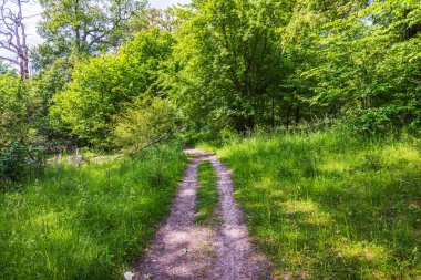 Yaz boyunca sessiz ormanlık alanda her iki tarafında yeşil çimenler ve ağaçlar olan güneşli orman yolu. İsveç.