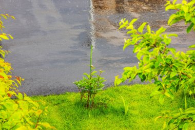 Hafif yağmur yağarken yeşil çimlerde büyüyen destek halkası olan genç şakayık bitkisi. İsveç.