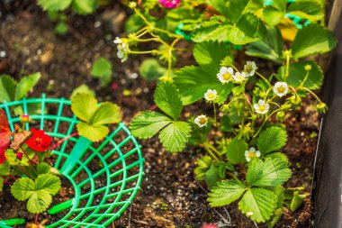 Çiçekli çilek bitkileri, beyaz çiçekler ve verimli bahçe topraklarında büyüyen parlak yeşil yapraklar. İsveç.