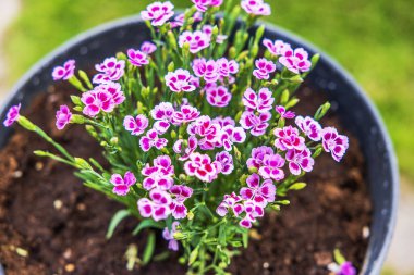 Siyah çömlekte açan pembe dianthus çiçeklerinin taze toprak ve yeşil arka planla yakın plan görüntüsü. İsveç.